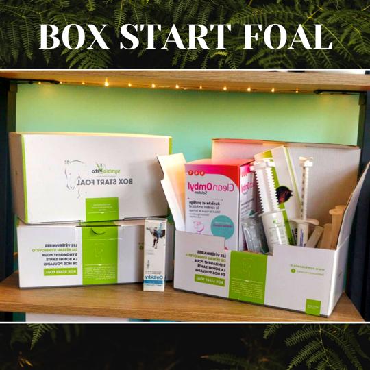 Box Start Foal